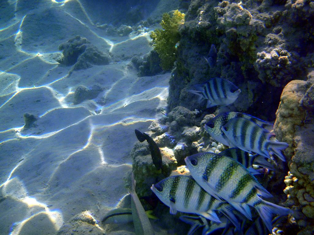 rybky koral (22)_resize.JPG